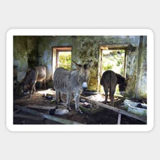 Donkeys of Blasket Island Sticker